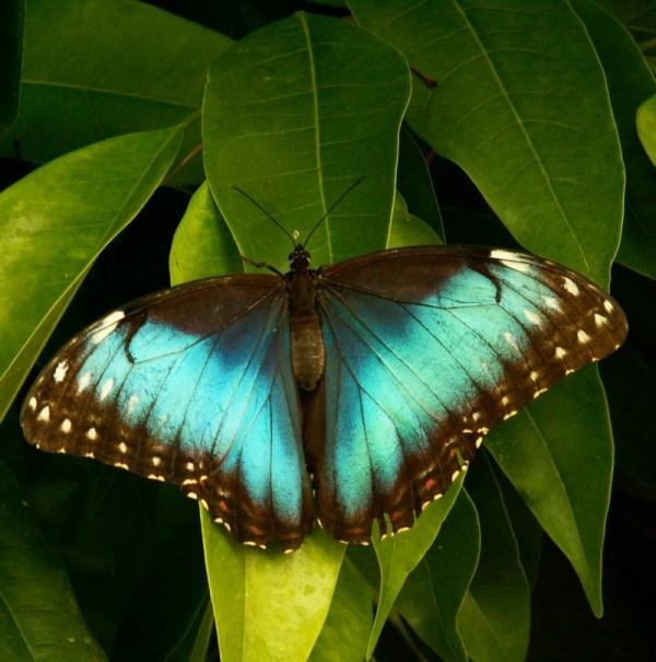 Jolis papillons (9)
